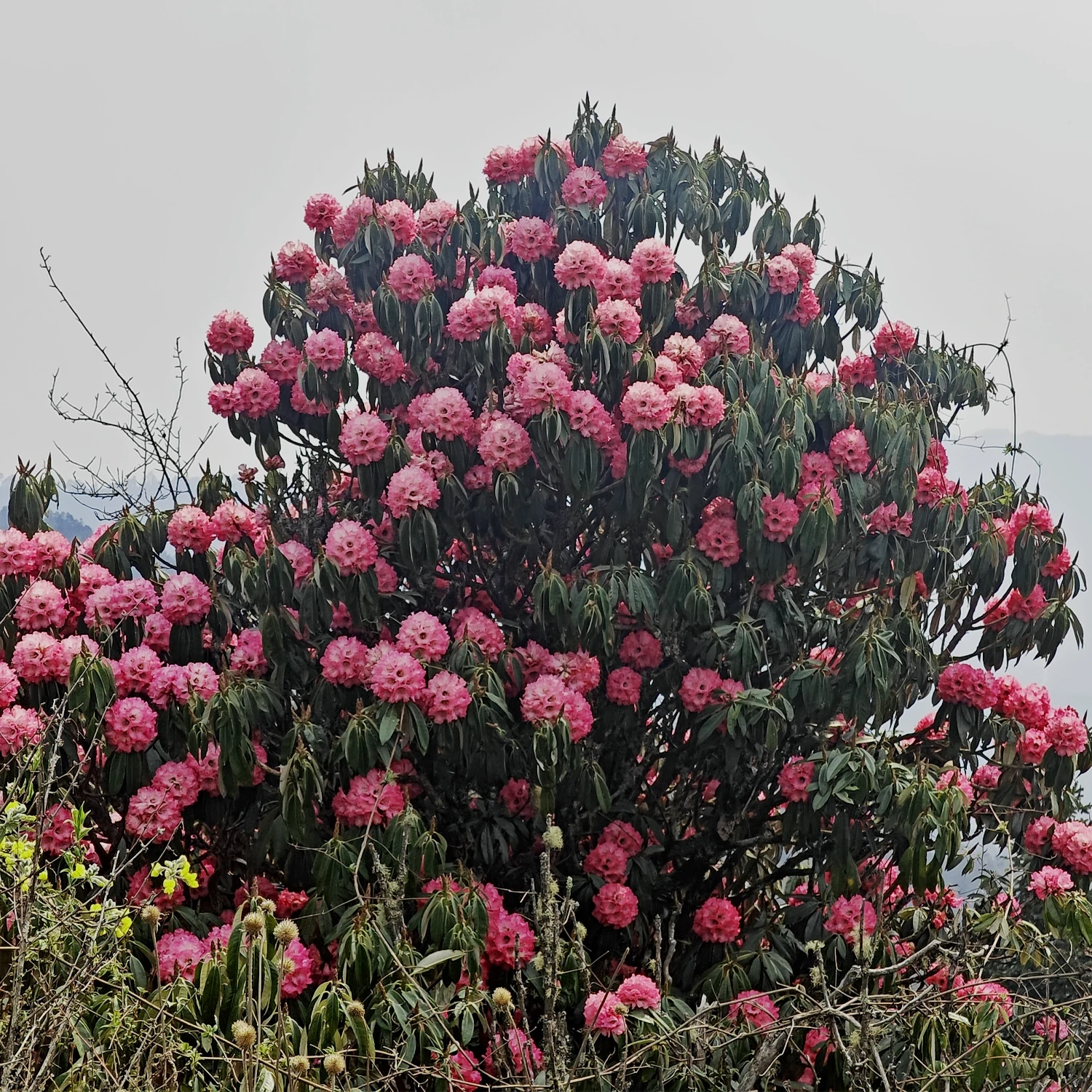 Balcon des Annapurnas - trek de 9 jours