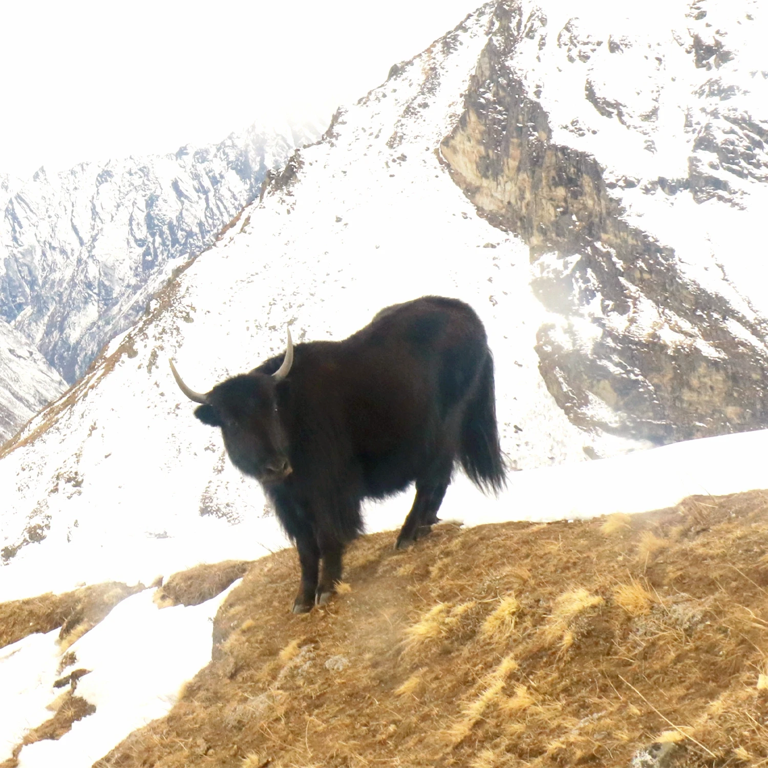 Langtang Classique -  trek de 11 jours